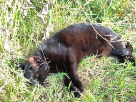 First in a series of four photos: a black cat lying on her side on some grass, in the sunshine 