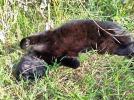 Two: the cat starts to turn so her upper body is upsidedown, and begins to stretch one front paw out