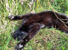 Three: the cat is mostly lying upsidedown, both front paws stretched wide out in front of her in a blur of movement 