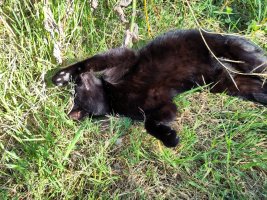 Four: the cat is lying on her side, head thrown backwards, with her upper front paw nex to her face as if she was facepalming or doing an overdramatic pretending-to-faint pose