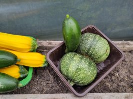 Some courgettes and cucumbers. Two of the courgettes are globe shaped and have been positioned in a plastic tray next to a short, curved cucumber so as to resemble a cock and balls.