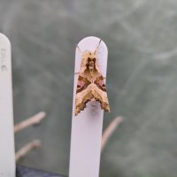 A moth resting on a plant label. Its wings are pale brown with darker crinkled edges, and it has vivid brown and pink markings on the outer edge of each wing, like three sideways V shapes nested inside one another 