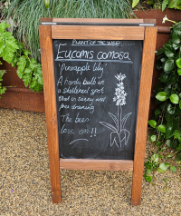 chalkboard sign describing Eucomis comosa aka 'pineapple lily'.  Additional text says 'a hardy bulb in a sheltered spot that is sunny and free draining.  The bees love em!'