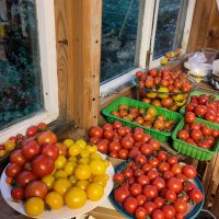 A wide windowsill full of red and yellow tomatoes ripening in various dishes and other containers 