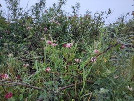 Closer up picture of the pink honeysuckle flowers