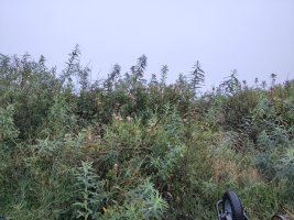 A straggly overgrown and gappy willow hedge with honeysuckle scrambling through it