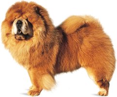 Chow-chow.jpg