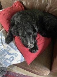 Pippin the black spaniel. Napping.