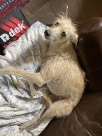 Ozzy the otherworldly lurcher, chilling.