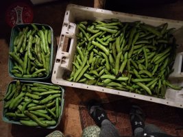 Three large plastic boxes containing somewhere over 20kg of broad bean pods, on my kitchen floor