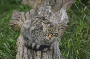 Scottish Wildcat.jpg