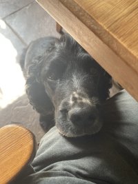 Pippin the spaniel is very interested in my lunch.  Very interested indeed. His little face is resting in my leg as I eat.