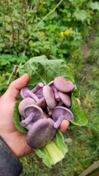 A handful of purple mushrooms wrapped in a leaf