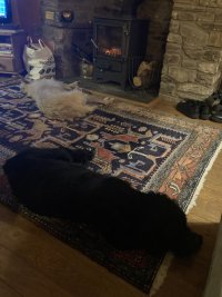 Later that evening: Ozzy the lurcher moved from the sofa to in front of the log burner.  Pippin is closer to my feet. 