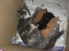 2006 with kittens.JPG