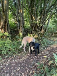 Honey coloured lurcher and mainly black spaniel in a wooded glade, looking very cute.