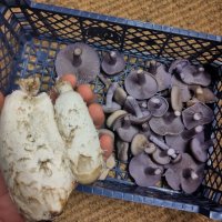 Purple mushrooms in a plastic mushroom crate, and two large white cylindrical mushrooms with shaggy scales 