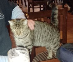 Pub Cat.JPG