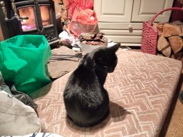 A black cat sitting on a big cushion in front of a fire, looking back over her shoulder towards the camera with an expression of pure contempt 