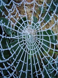 A beautiful spider web covered in frost 