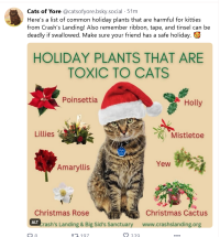 Graphic with a cute tabby cat in a Santa hat in the middle. Text reads “Holiday plants that are toxic to cats” The plants listed are poinsettia, lilies, amaryllis, Christmas rose, holly, mistletoe, yew, and Christmas cactus.