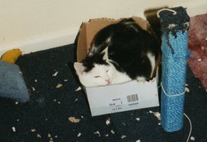 black and white cat dozing in cardboard box