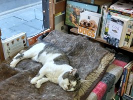 substantially built tabby and white cat lazing in shop window napping spot, books behind him are titled 'dogs' and 'cod'