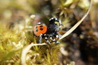 Ladybird Spider in Clouds Hill, Dorset, England by Ian Hughes.jpg