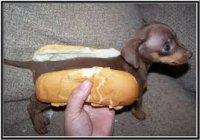 hot dog.jpg