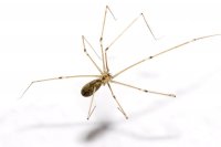 800px-Pholcus.phalangioides.6905.jpg