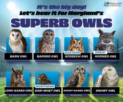 super owl.jpg