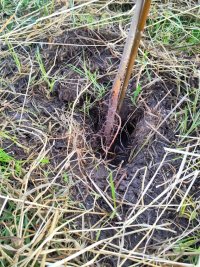 A tree that's been planted really badly, with half its roots above ground and a big hole around the base where water will puddle and cause it to rot