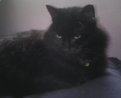 fluffy black cat looking a bit sleepy.png