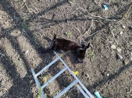 A large fluffy black cat, sprawled upsidedown on his back at the bottom of a ladder, covered in dirt and dust