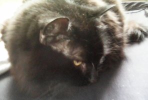 fluffy black cat looking away.jpg