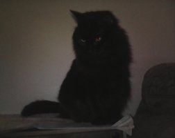 fluffy black cat in dark corner.jpg