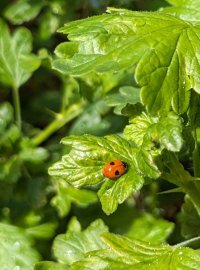 A small, slender bodied red ladybird with two spots