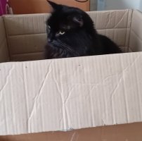 fluffy black cat in box 1.jpg