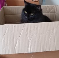 fluffy black cat in box 2.jpg