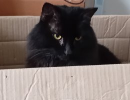 fluffy black cat in box 3.jpg