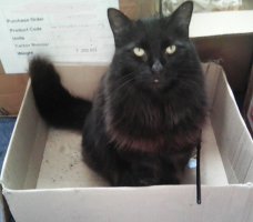 fluffy black cat in box in front of boxes.jpg