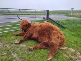 A highland cow sprawled on the ground looking very fat and undignified