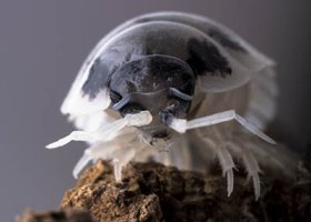 Dairy Cow Porcellio laevis isopods.jpg