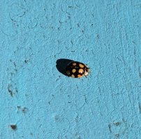 A small brown lady with creamy beige spots, 4 on its back and some partial ones round the edges