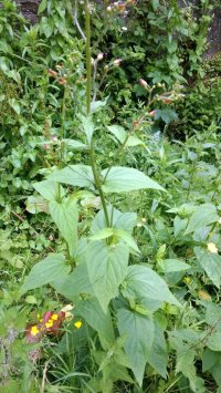 figwort.jpg