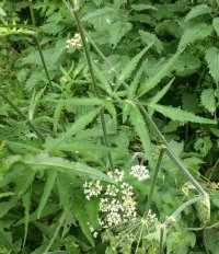 mysteryhogweed.jpg