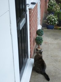 chonky tabby cat, looking up at door handle of closed front door