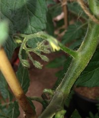 Tomato flowers 23 June.jpg