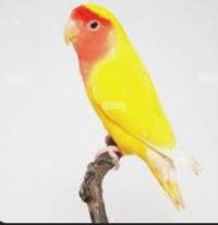 Lutino lovebird.JPG