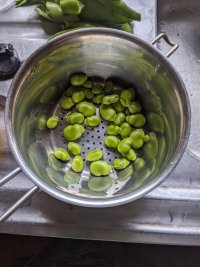 An extremely small portion of podded broad beans in a colander